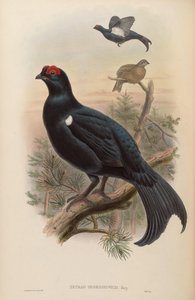 Tetrao mlokosiewiczi de John Gould